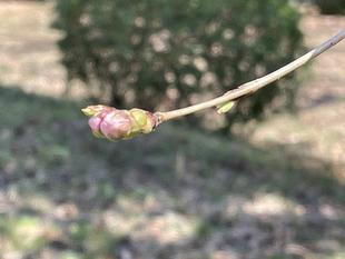 桜開花情報【2023年3月15日号】