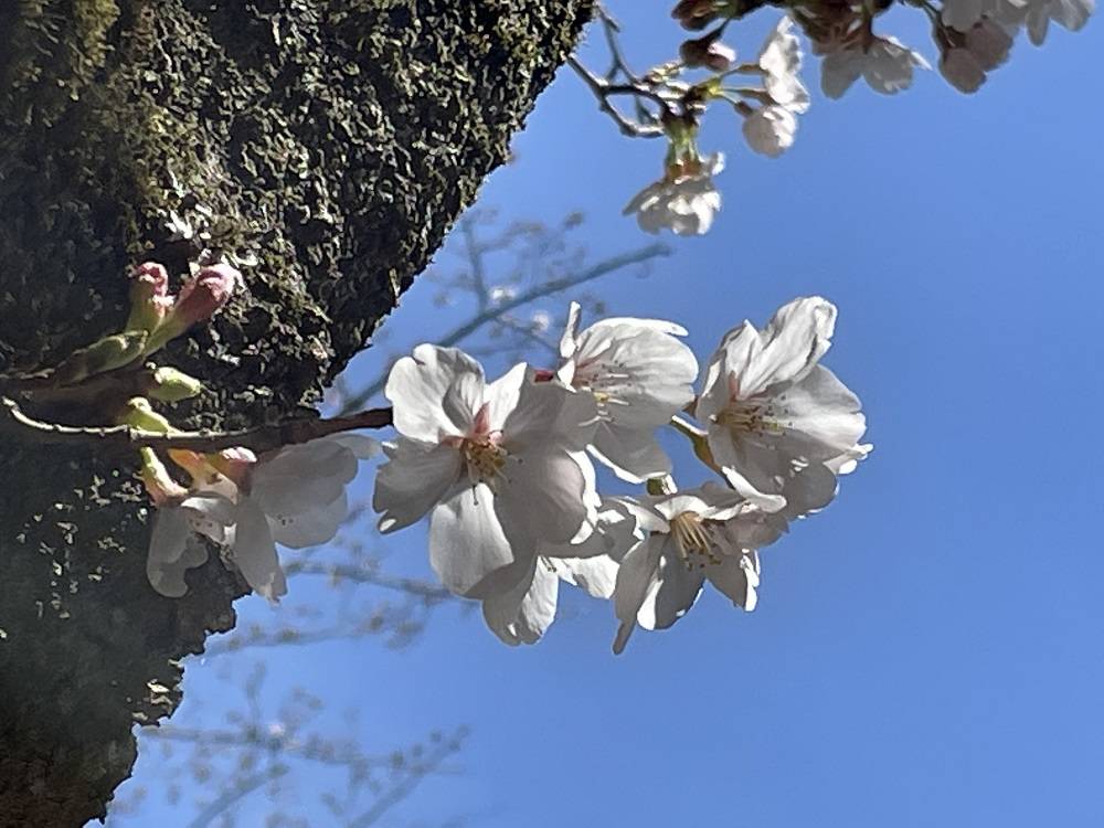 桜開花情報【2023年3月20日号】の写真