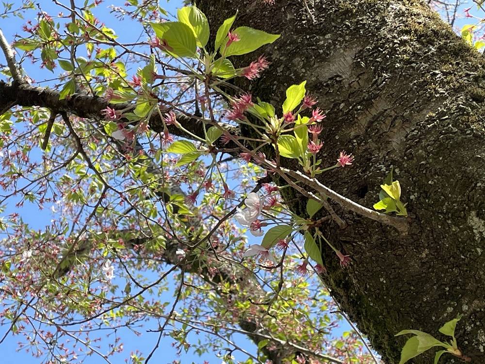 桜開花情報【2023年4月4日号】の写真