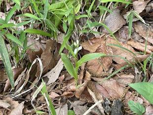 ギンランも咲きました。