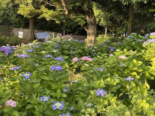 アジサイ満開です。