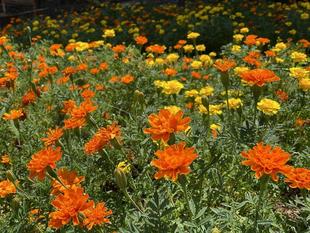 ビタミンカラー