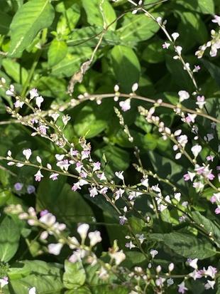 ちっちゃな花が集団で。
