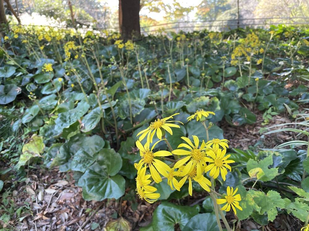 ツワブキ咲きましたの写真