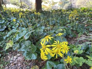 ツワブキ咲きました