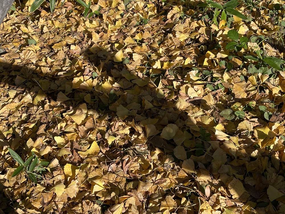 紅葉の写真