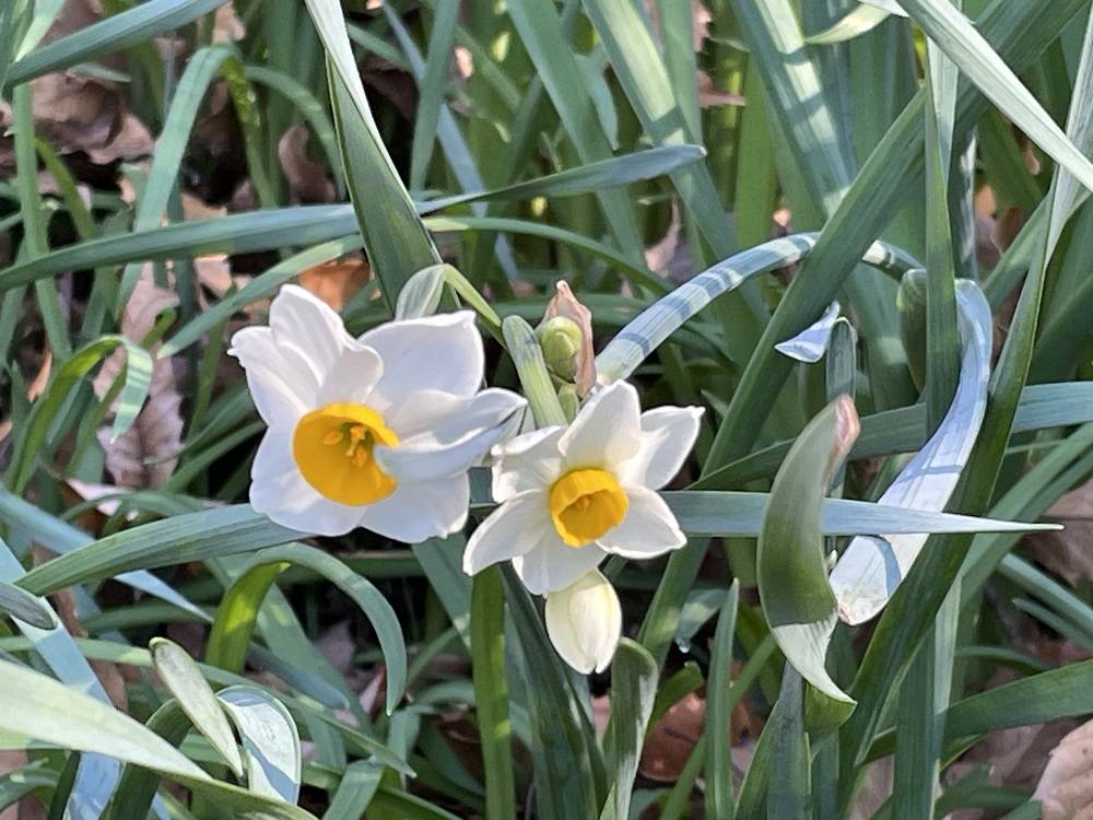 スイセン 一番花が咲きましたの写真