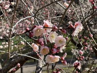 梅林　ほぼ満開！