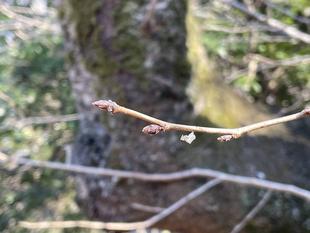 桜の開花情報　2024年2月29日