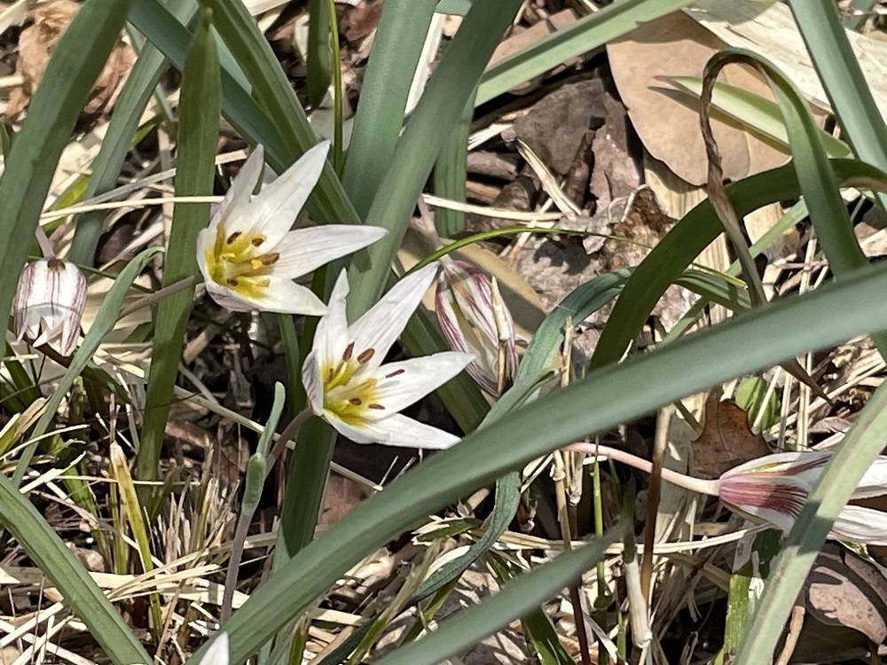 春の花 アマナ 咲きました。の写真