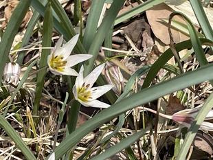 春の花　アマナ　咲きました。