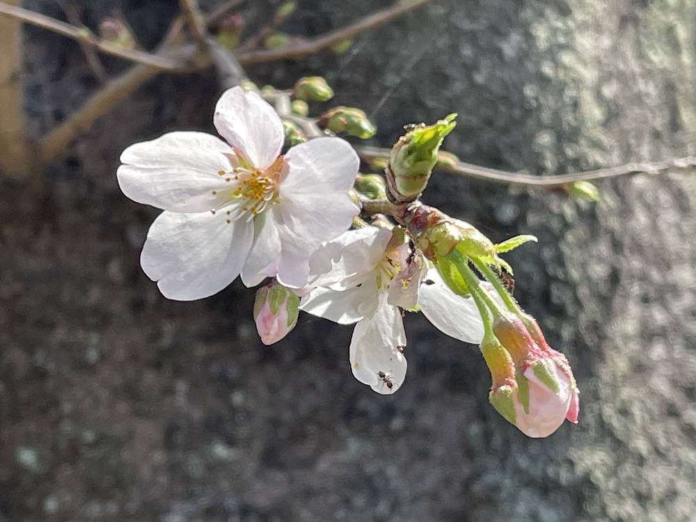 サクラ 開花!の写真