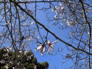 シデコブシが咲きました