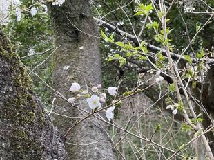 サクラ 3分咲き
