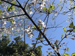 春の嵐に散り始めましたが・・・。