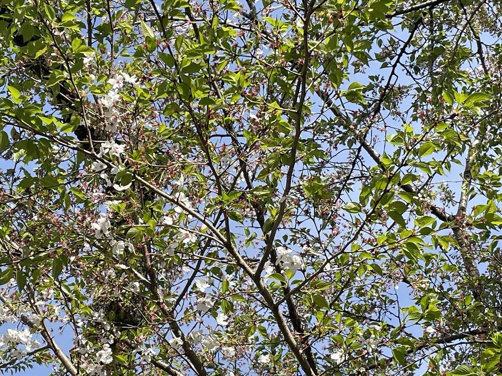 そろそろ、葉桜。の写真