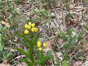 キンラン咲き出しました