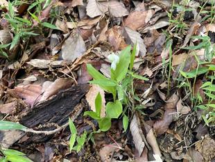 続いてギンラン咲き出しました。