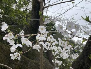 サクラ 満開になりました!