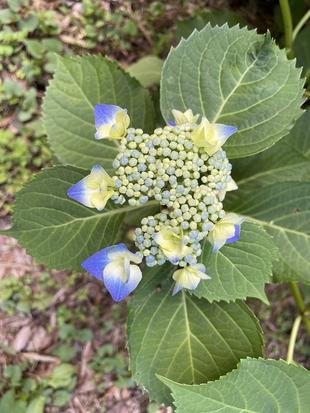 アジサイ咲き出しました。