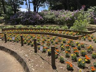 花壇植え替えました！！！