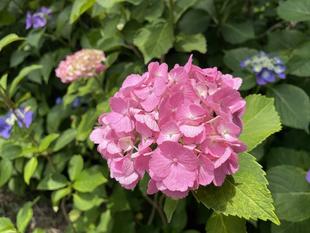 アジサイ　満開！