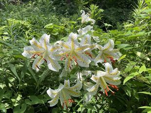 ヤマユリ咲き出しました。