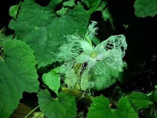夜の植物観察