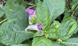 ツリフネソウ咲き出しました