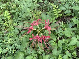 ヒガンバナ咲き出しました