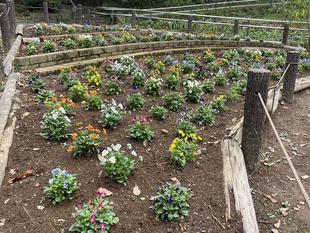 秋の花壇に植え替えました。