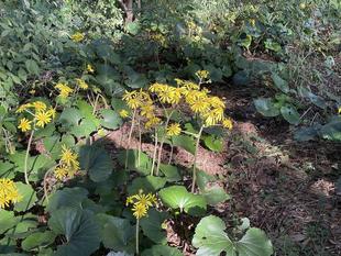 ツワブキ満開です。