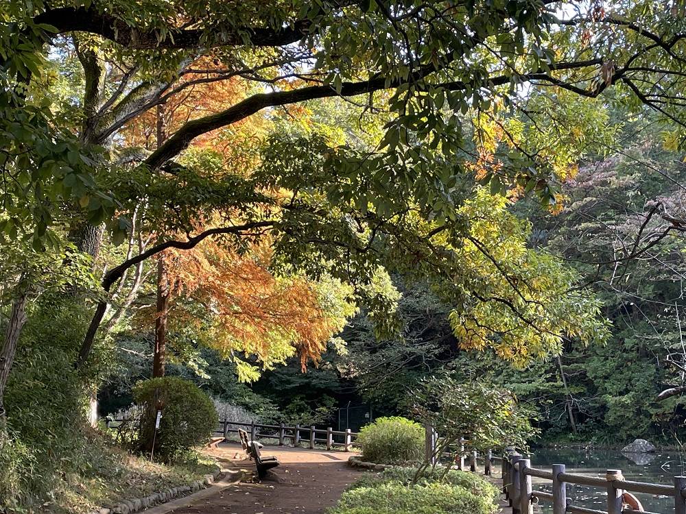 木々が色づき始めましたの写真