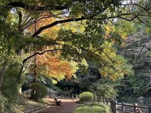 木々が色づき始めました