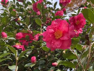 冬の花　サザンカ