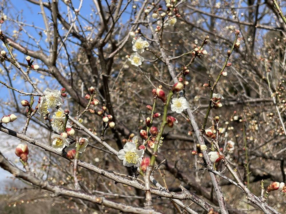 梅林 02.17の写真