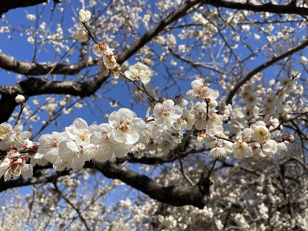 梅林 02.26の写真