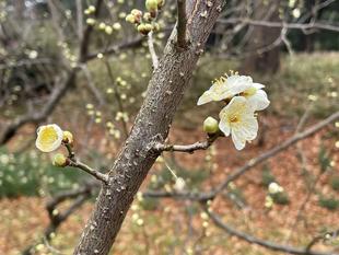 児童遊園地のウメ　開花