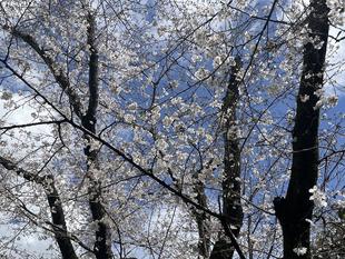 2025桜開花情報【3月28日号】