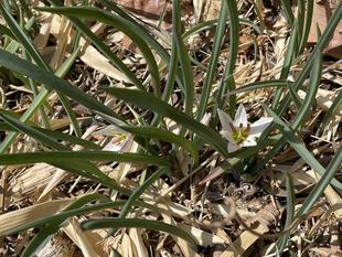 アマナ 咲きました!
