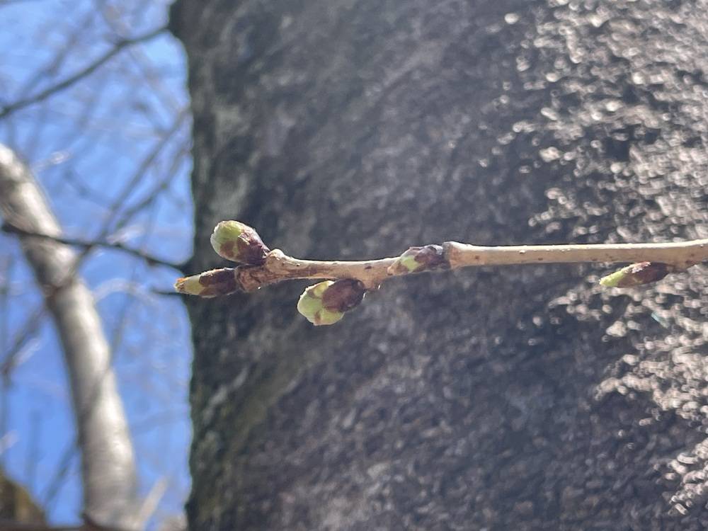 2025桜開花情報【3月22日号】の写真