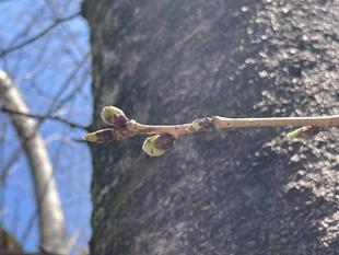 2025桜開花情報【3月22日号】