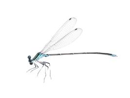 令和8年度狩場の丘「トンボ塾」開講！の画像