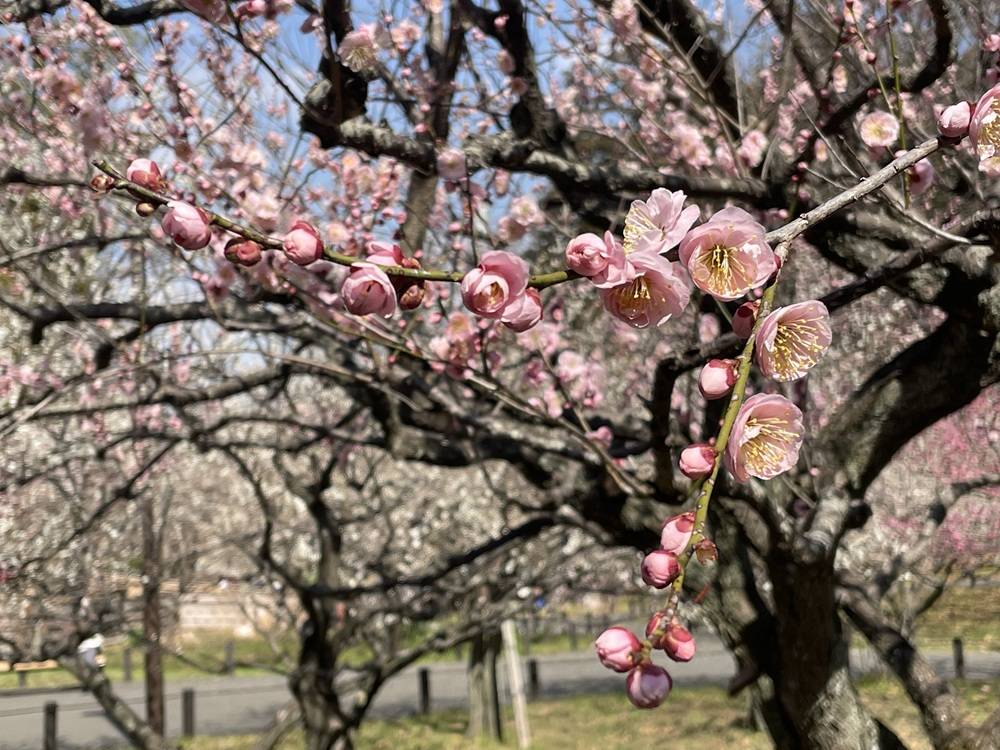 梅林　03.02　満開！の写真