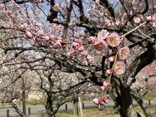 梅林 03.02 満開!