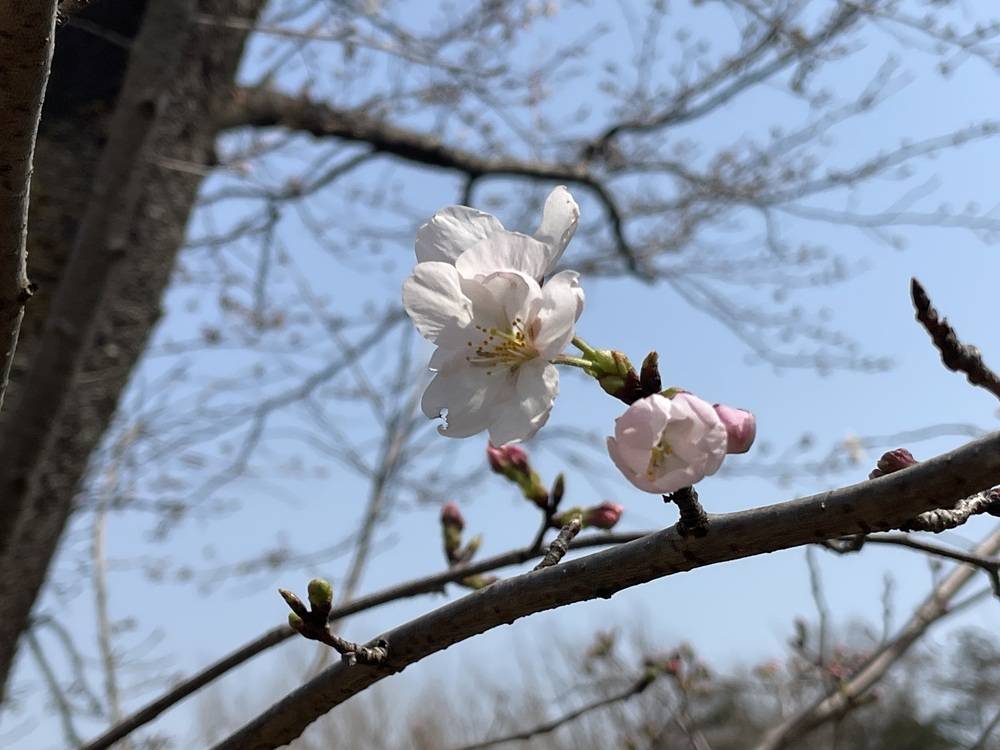 ソメイヨシノ開花の写真