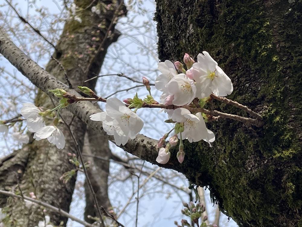 2025桜開花情報【3月27日号】の写真