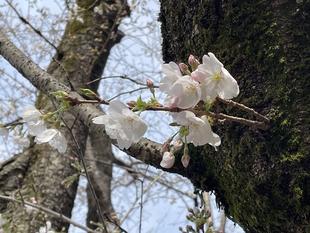 2025桜開花情報【3月27日号】