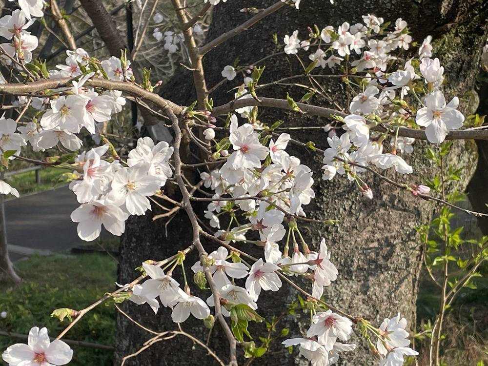 2025桜開花情報【3月30日号】の写真