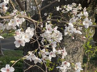 2025桜開花情報【3月30日号】